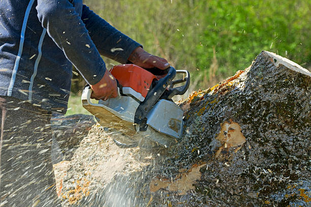 Emergency Storm Tree Removal in San Felipe, TX